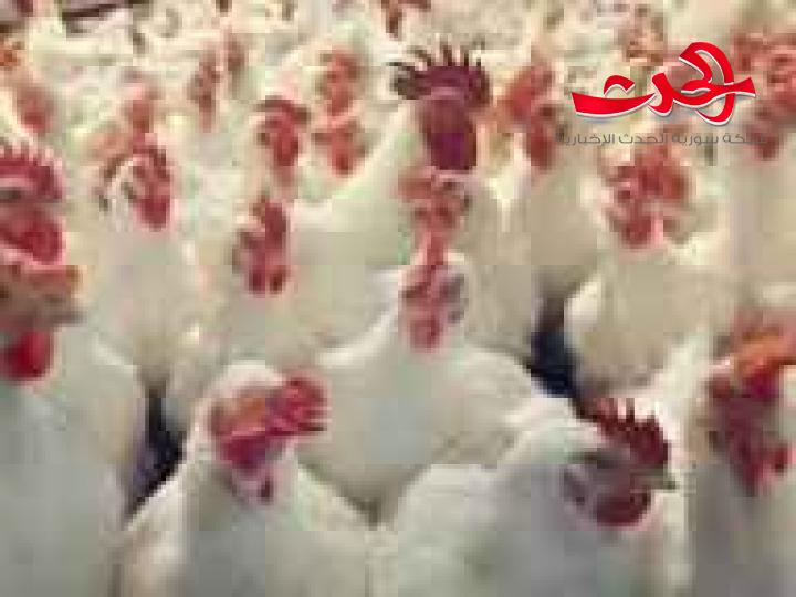 وزارة الزراعة تبدا خطة عمل لمعالجة واقع قطاع الدواجن وتوفير البيض