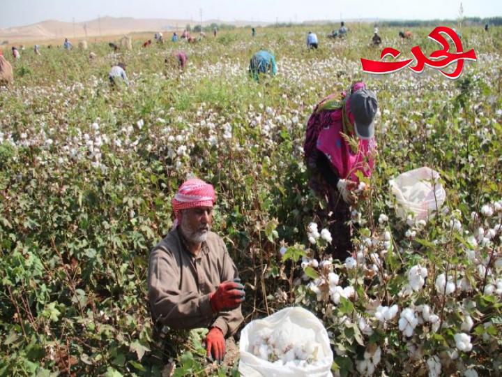 اتحاد الفلاحين يخص مزارعي القطن في الحسكة بميزة.. دفع تكاليف النقل لمن يسلم خارج المحافظة