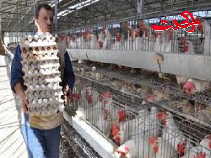 اهتمام حكومي كبير بقطاع الدواجن..وزير الزراعة : حل جميع المشكلات والصعوبات التي تعترض هذا القطاع