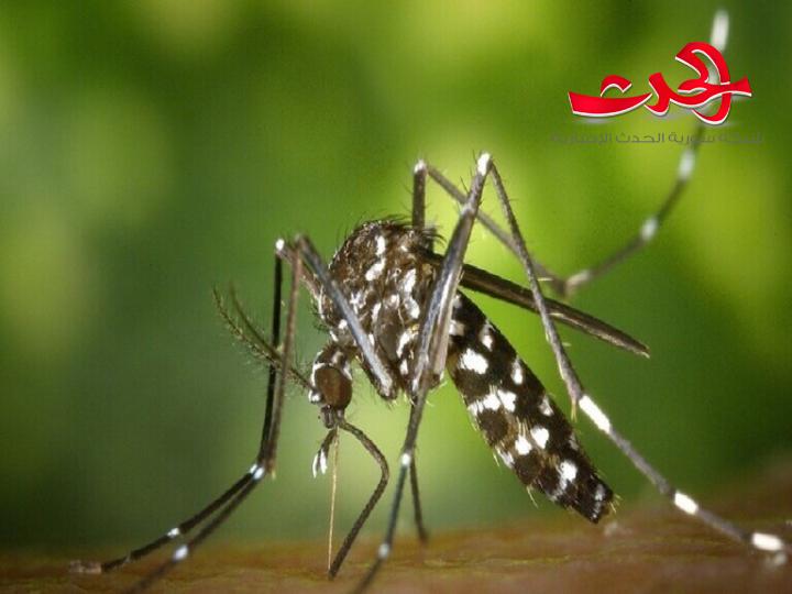 عالم أمريكي: حمى الضنك تنتج مناعة ضد "كوفيد - 19"