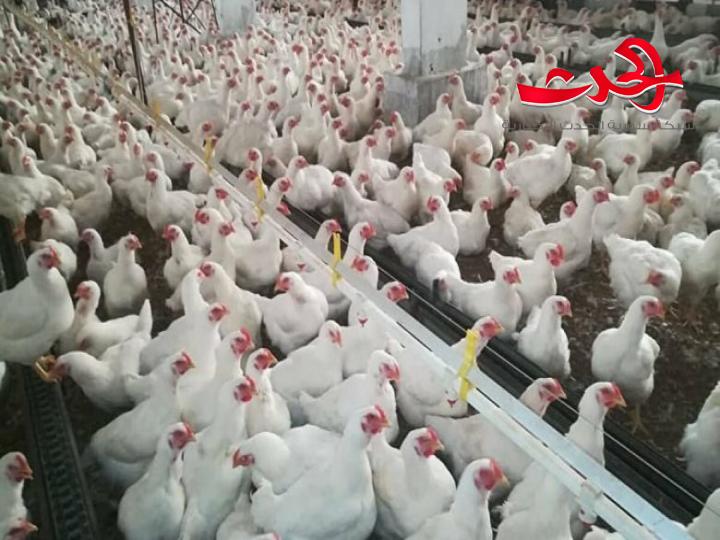 «مؤسسة الدواجن» في حلب تقلع بالعمل مجدداً بعد توقف ثماني سنوات