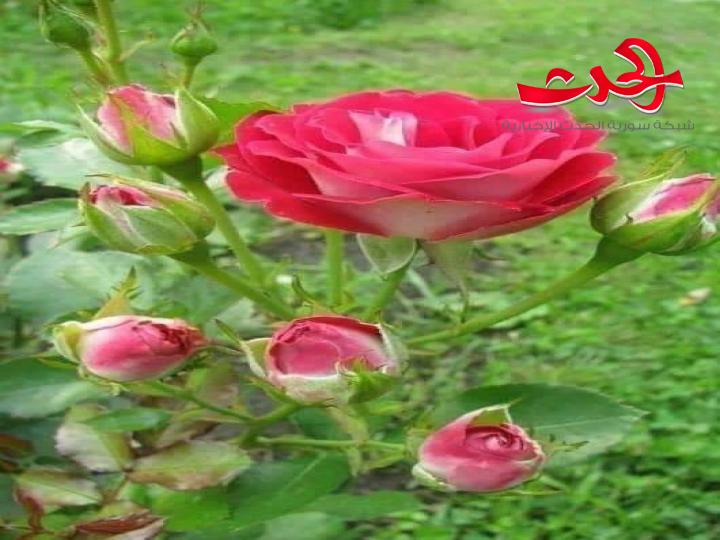 لظى المحبوب جنة للشاعر وعد أبو شاهين
