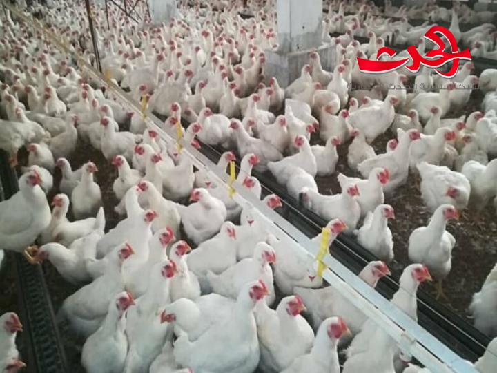 45 مليار ليرة قيمة التدخل الإيجابي في الأعلاف
