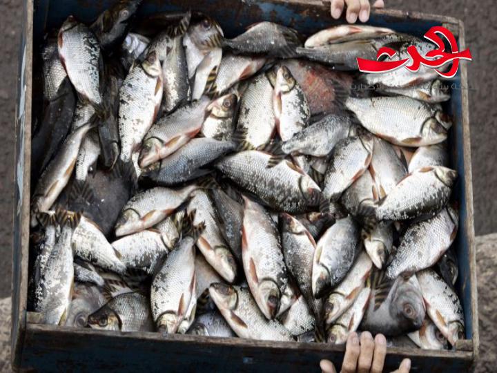 ارتفاع الحرارة يساهم في ازدياد حالات التحسس من السمك