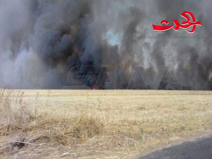 بالتعاون مع الإرهابيين.. مؤسسة الحبوب في النظام التركي “تي إم أو” تنهب محاصيل القمح والشعير السورية