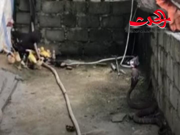 بالفيديو.. معركة بين الأفعى الخطيرة ودجاجة تحاول حماية صغارها