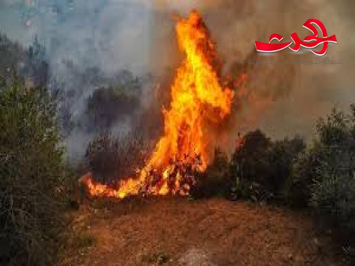 مصدر في شرطة اللاذقية: توقيف أشخاص مشتبه بهم بإشعال الحرائق