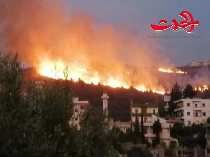 نحو ٢٨ ألف عائلة متضررة في اللاذقية.. ونحو ٥ ملايين شجرة معظمها زيتون وحمضيات