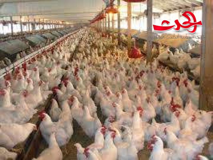 المؤسسة العامة للدواجن: انخفاض سعر كيلو الفروج الحي 1000 ليرة والصوص 900 ليرة