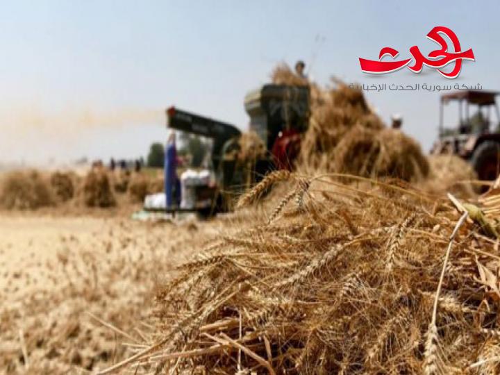 رئيس اتحاد الفلاحين قرار زيادة سعر شراء القمح انعكاسه إيجابي على الفلاح ويحدّ من استيراد القمح