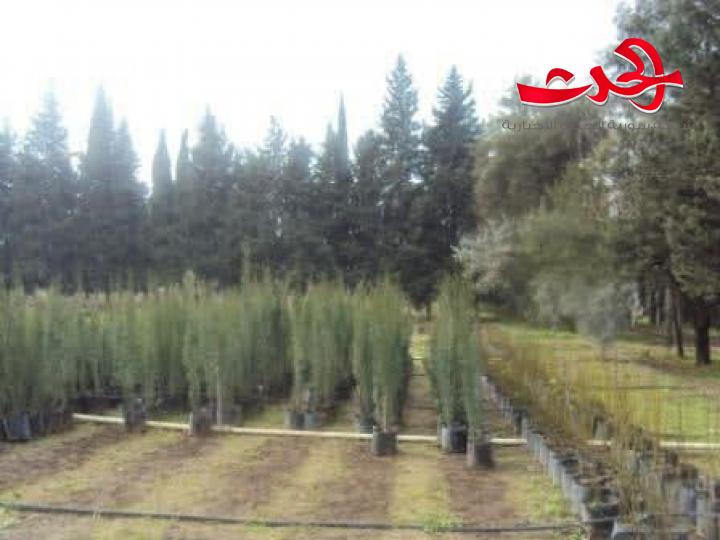 هيئة تطوير الغاب: 500 ألف غرسة حراجية جاهزة للتوزيع والتحريج