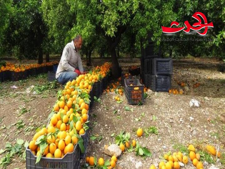 قلة الإنتاج والتصدير ترفع أسعار الحمضيات
