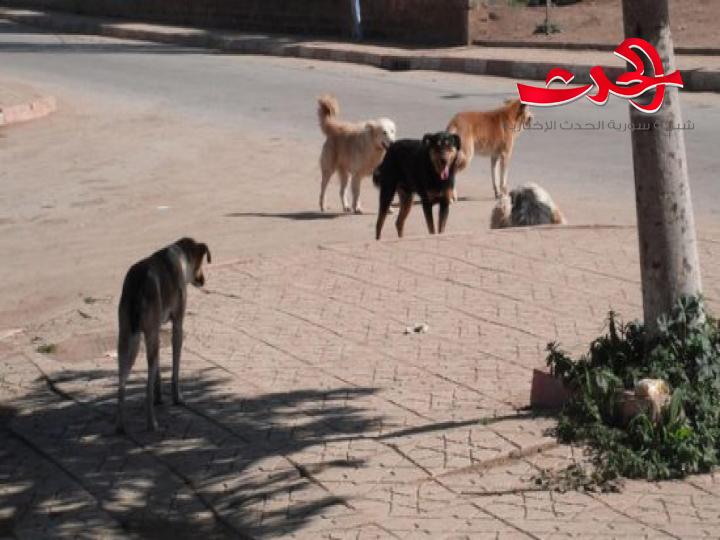 طفلة تتعرض لعضة كلب في رأسها