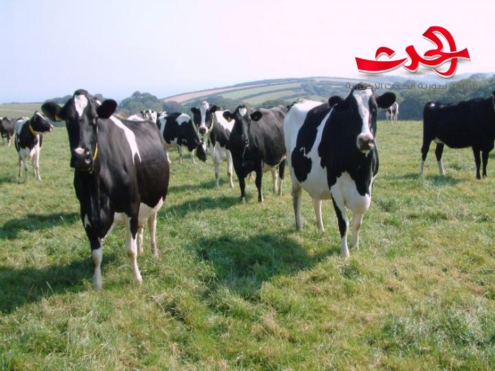 الحمى الثلاثية تهدد قطيع الأبقار في الغاب!