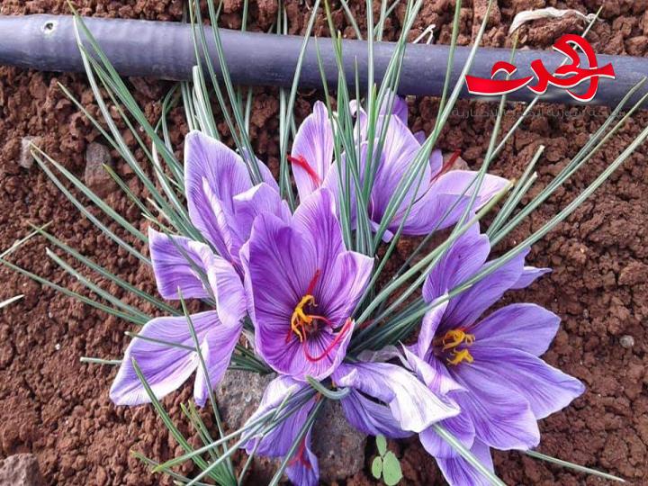 يوم لنتائج إكثار الزعفران في مركز بحوث السويداء...وتكريم فريق العمل