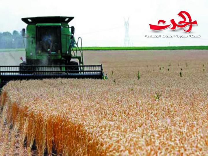 حماة تزرع  ألف هكتار بالقمح و٨٤ ألف هكتار بالشعير 
