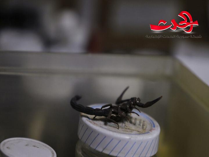 شاب مصري يتاجربسم الأفاعي والعقارب ويجني أرباح طائلة