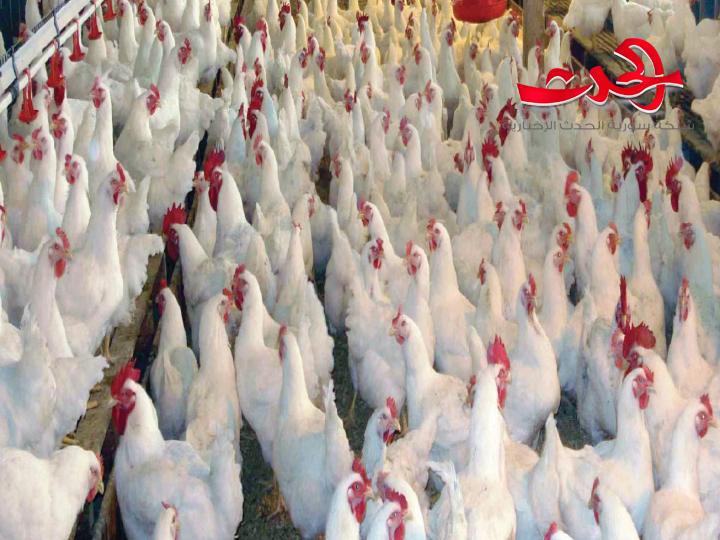 رئيسة دائرة الإنتاج النباتي: مربو الدواجن يربحون أكثر من اللازم