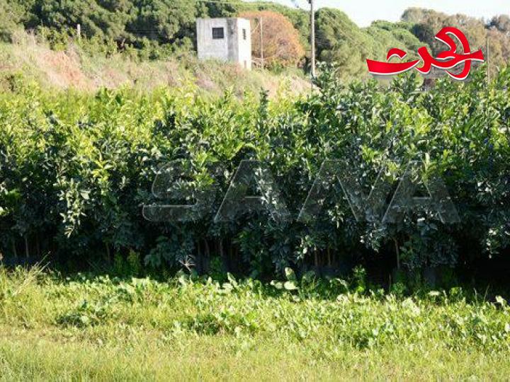 زراعة اللاذقية تبدأ توزيع الغراس والاولوية لمتضرري الحرائق
