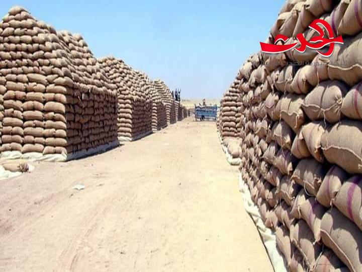 بنسبة 50%.. رفع رفع حوافز عمال السورية للحبوب