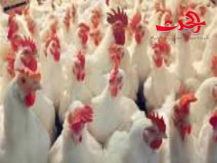 البيض وفق تسعيرة التموين في طرطوس