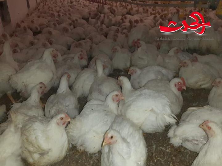 دواجن اللاذقية تجري إجراءات لتعزيز الخطة الإنتاجية