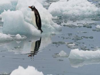لأول مرة.. باحثون يسجلون صوت البطريق تحت الماء