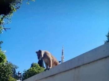 بالصور.. شبل أسد يتمشى على سور فيلا في قرى الاسد