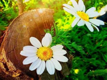 الأقحوانة الصغيرة بقلم الكاتبة لبنى يوسف