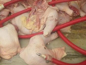 في حماة.. حقن الفروج بالماء خفض من سعره