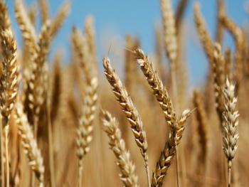 مدير السورية للحبوب: حصاد القمح سيتأخر والحرائق خفضت الكميات المتوقعة 
