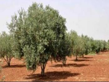 مدير الغرف الزراعية يقترح  وقف التوسع العشوائي في زراعة الزيتون واختيار الاصناف