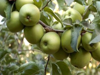 5500 طن من تفاح السويداء يصدر إلى مصر والسودان