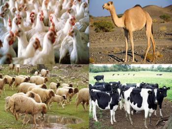 اسعار المنتجات الحيوانية إلى ارتفاع.. ما واقع هذه الثروة وما تأثير التصدير على المنتجات؟