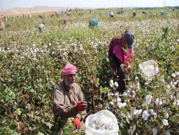 اتحاد الفلاحين يخص مزارعي القطن في الحسكة بميزة.. دفع تكاليف النقل لمن يسلم خارج المحافظة