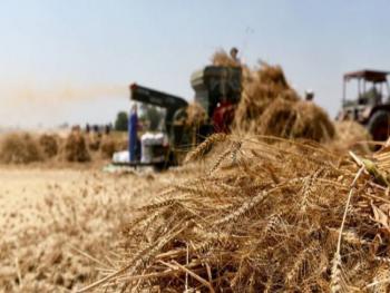 رئيس اتحاد الفلاحين قرار زيادة سعر شراء القمح انعكاسه إيجابي على الفلاح ويحدّ من استيراد القمح