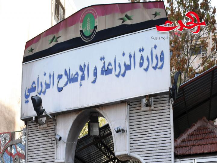 وزارة الزراعة: انخفاض في الثروة الحيوانية تجاوز الـ 50%