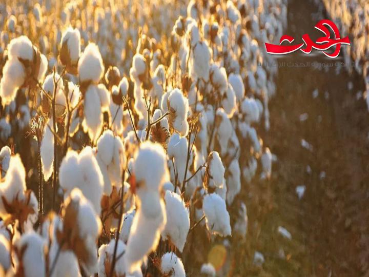 قسد تسرق ذهب سورية الابيض.. وزارة الزراعة نعمل ضمن الامكانات