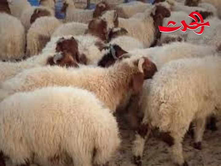 مربو أغنام يطالبون وزارة الزراعة بالتدخل بعد إجهاض أغناهم ونفوق صغارها 