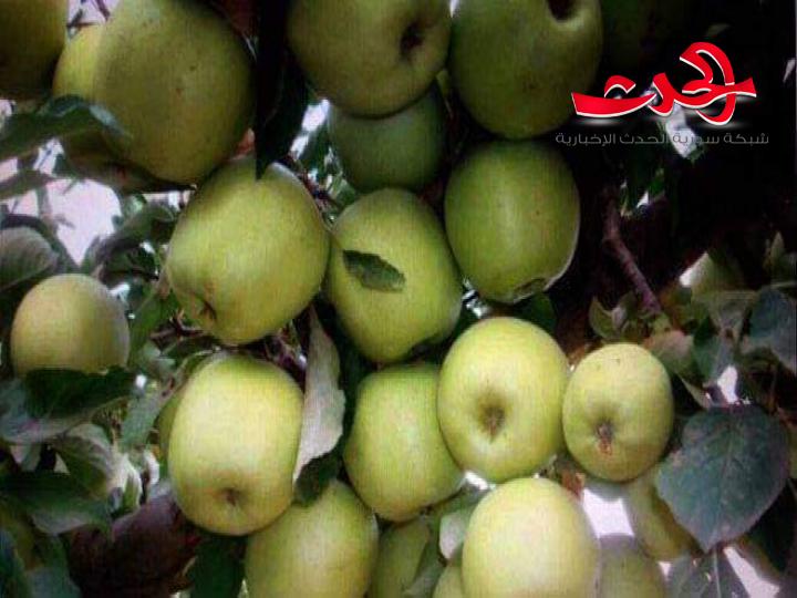 500 براد محملة بالتفاح السوري ترفضها مصر