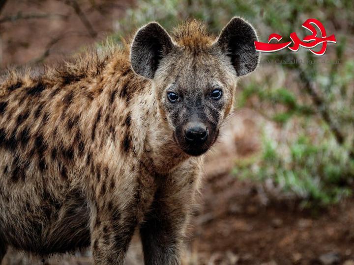 ضبع يقتل صعقاً بالكهرباء بريف حمص 
