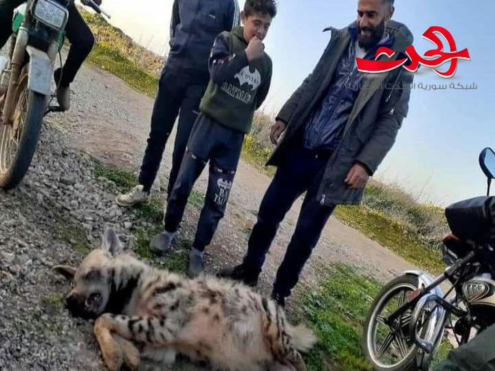 ضبع يقتل صعقاً بالكهرباء بريف حمص 