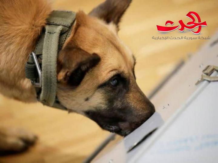 الكلاب قادرة على اكتشاف أكثر من 90 بالمئة من حالات كورونا