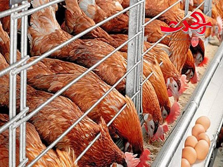 14 ألف طير من أمات البيّاض ..الدجاج الفرنسي يصل الأسواق السورية