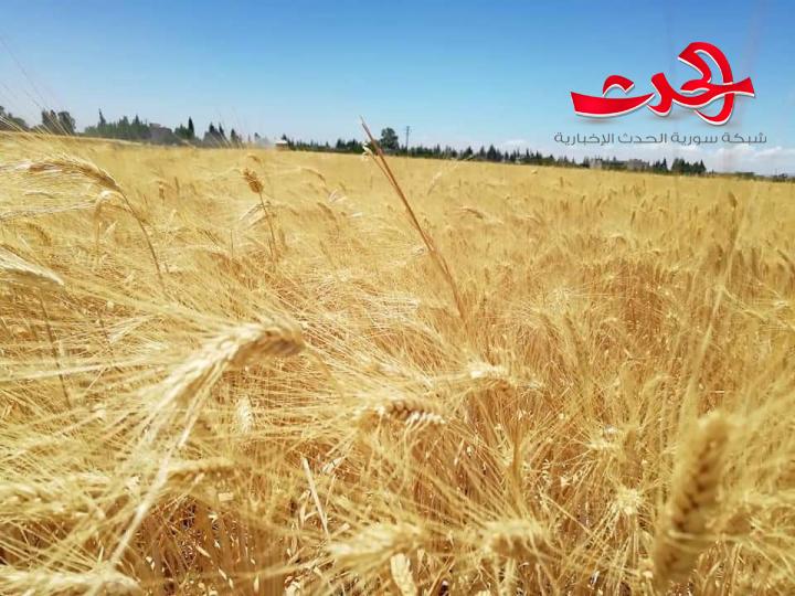 حصاد 220 ألف هكتار قمح و258 ألف هكتار شعير حتى الآن
