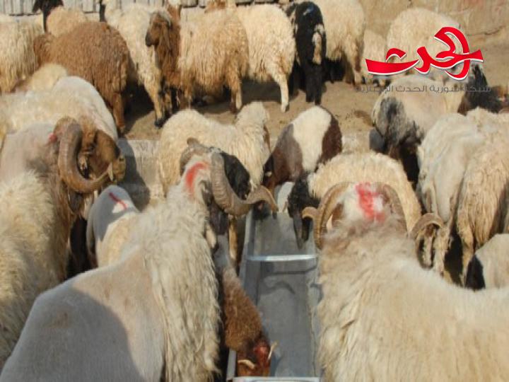 مع اقتراب عيد الأضحى..متوسط سعر الأضحية من الأغنام 550 ألف ليرة سورية ..؟