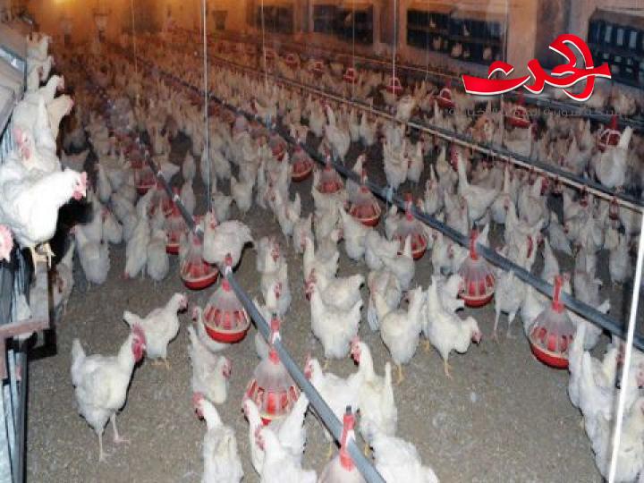 توقعات بانهيار قطاع الدواجن في سورية