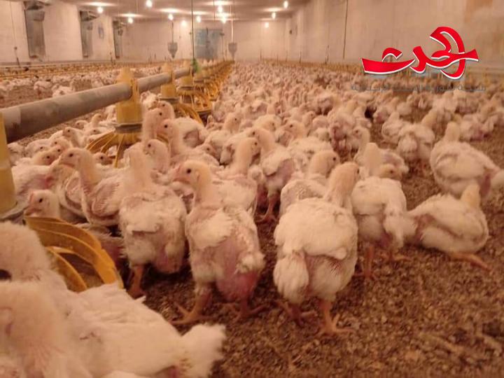 14 مليون بيضة مائدة إنتاج منشأة دواجن صيدنايا في النصف الأول من هذا العام