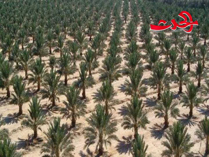  زراعة التمور في سورية