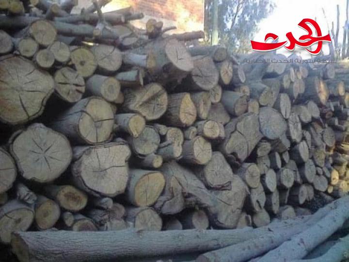 ضبوط بحق من اقتلع أشجار الزيتون من أرضه وباعها للتجار من دون ترخيص في ريف طرطوس